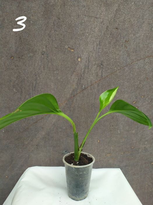 Монстера Фрідріхшталя []Monstera Friedrichstha]lii