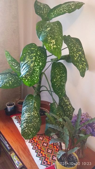 Диффенбахія вазон