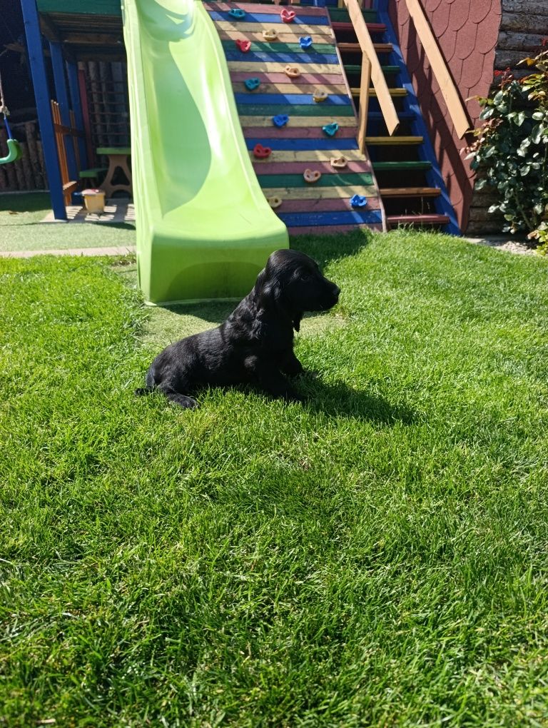 Cocker spaniel - Czarny Chłopiec