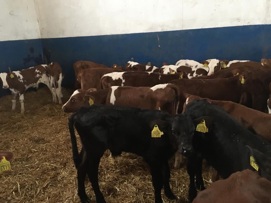 Cielęta byczki mięsne  transport gratis