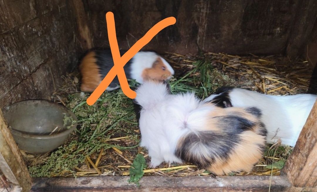 Świnki morskie samiec i samiczka