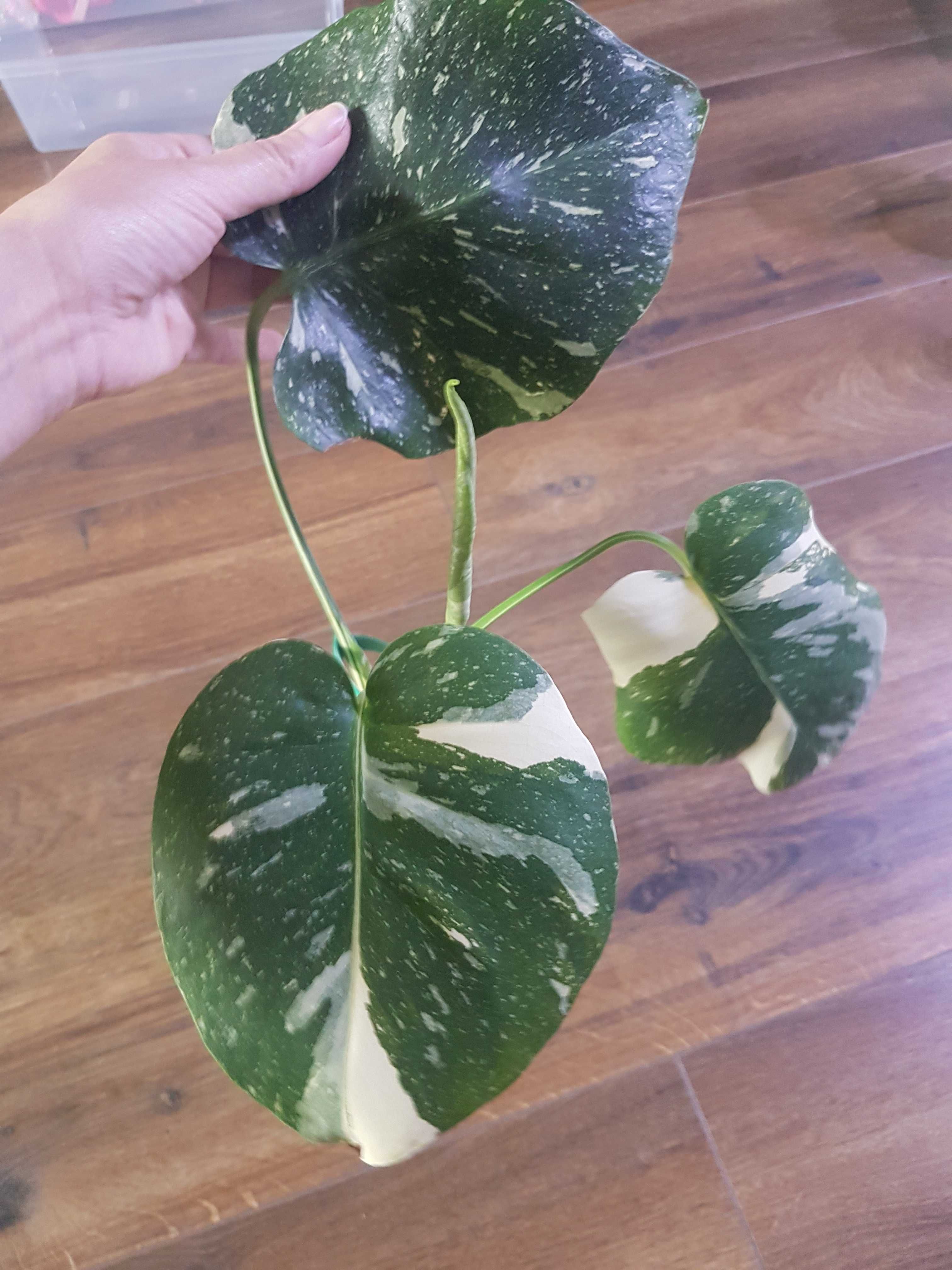 Monstera thai constelation