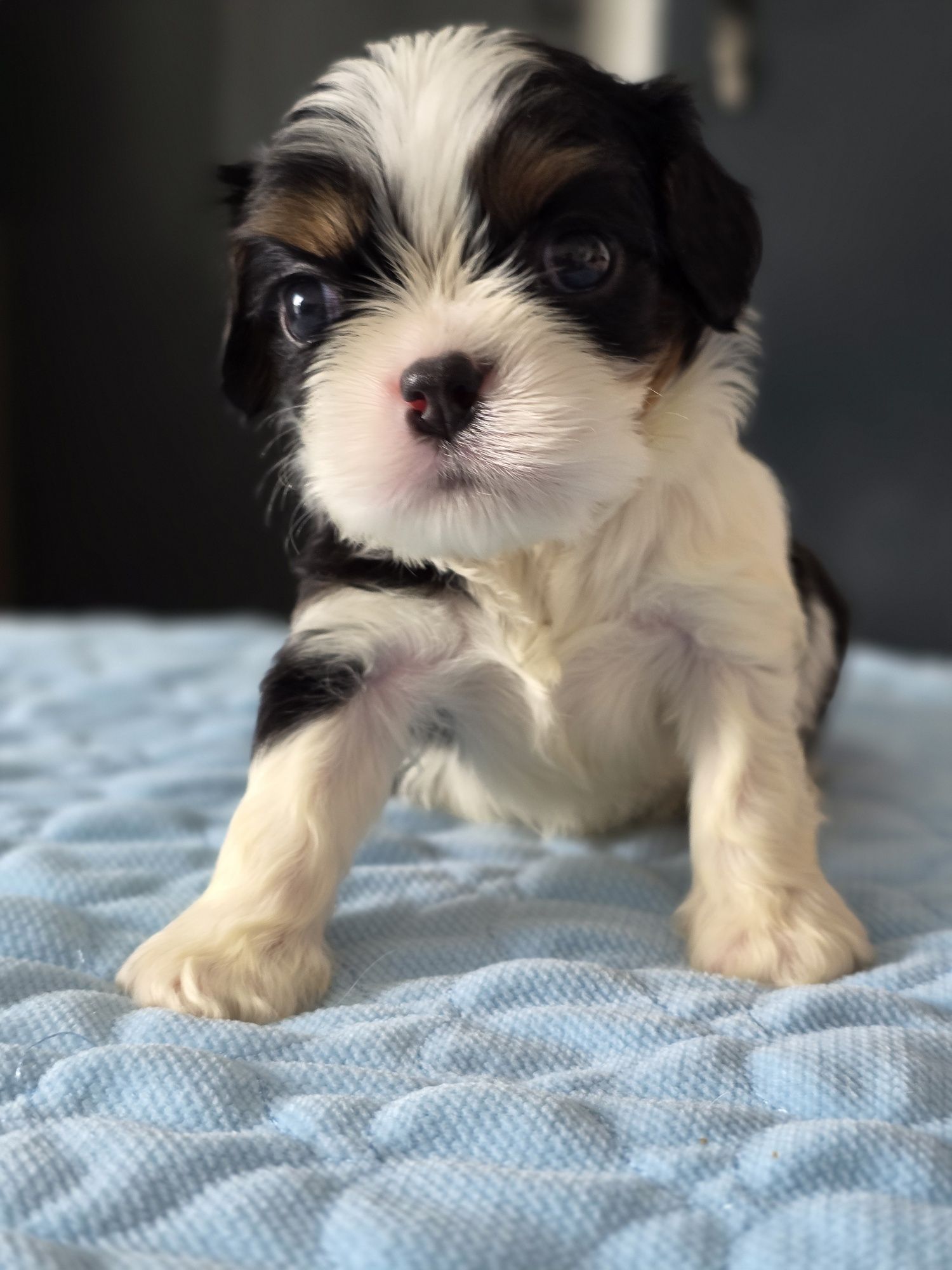 Cavalier King Charles Spaniel