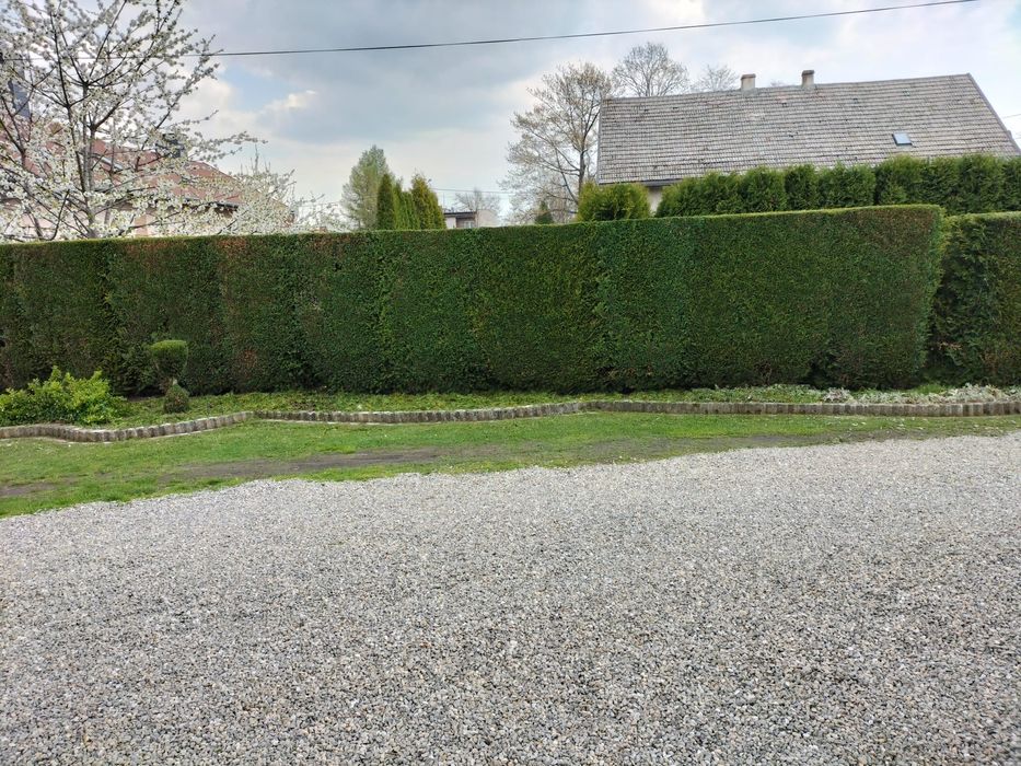 Przycinanie tui,krzewów i żywopłotów. Koszenie trawy .