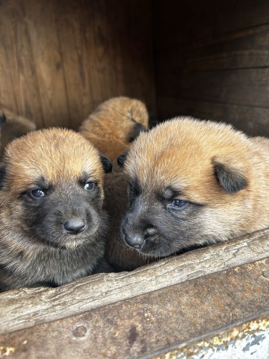 Вірний друг та охоронець,цуценята змішаної породи