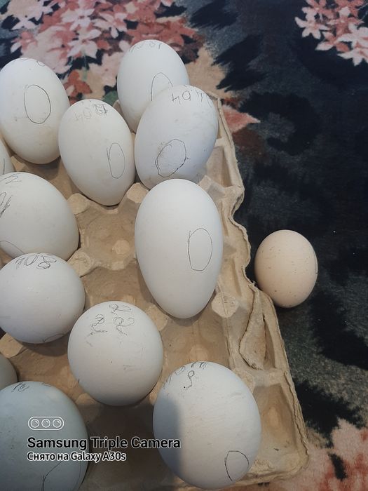 Гуси породы серая украинская четыре штуки