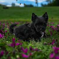 Piesek Black Yorkshire Terrier