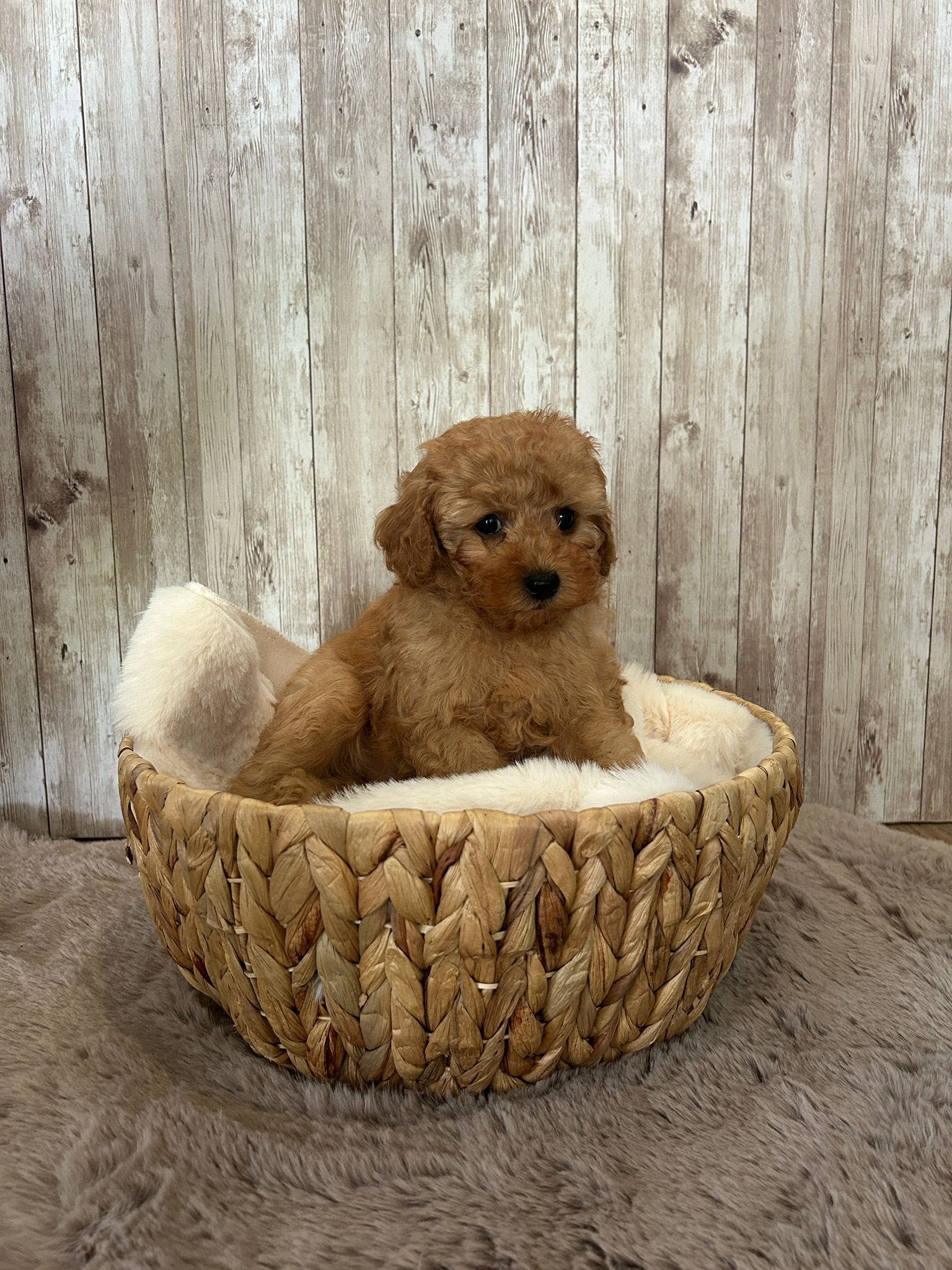 Piesek pudel toy red