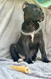 Suczka Cane Corso ZKWP , szczeniak