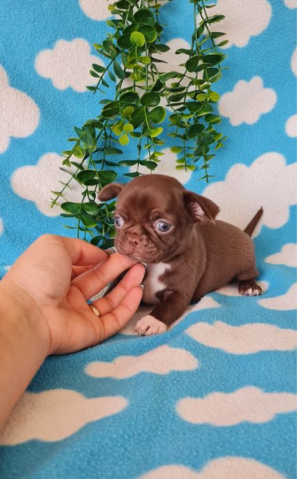 Estupendo Chocolatinho Chihuahua/Chiuaua de Qualidade