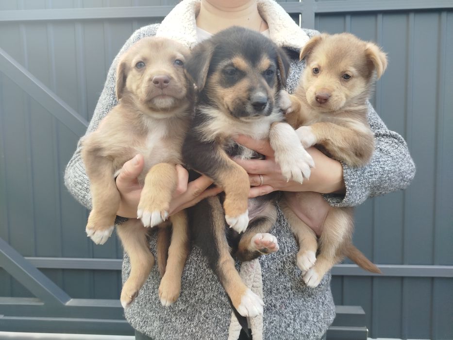 Віддам цуценят у добрі руки!