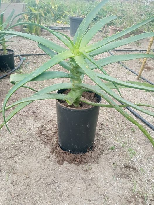 Planta Aloe vera