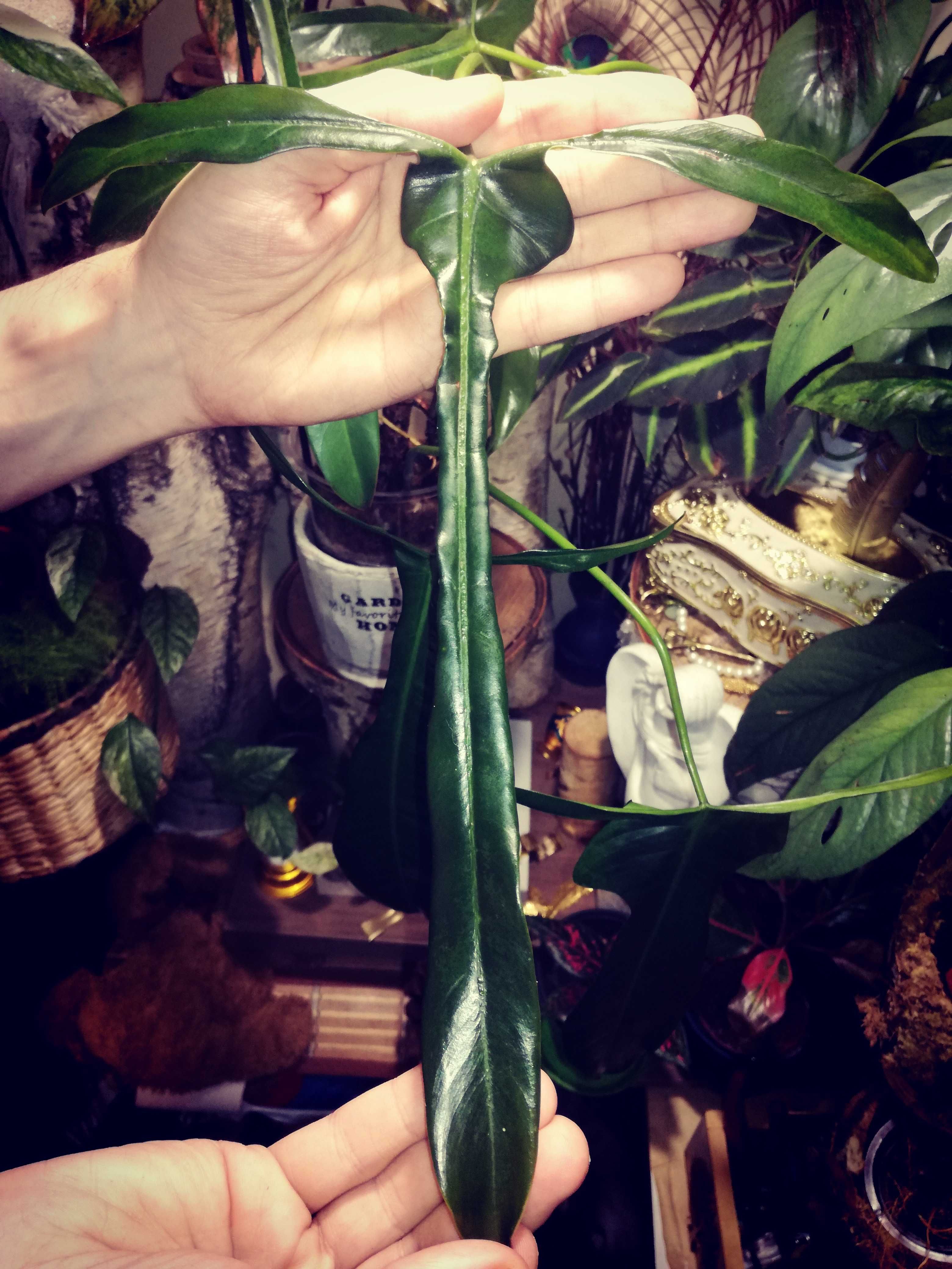 Philodendron Longilobatum Leland Myano UNIKAT monstera filodendron
