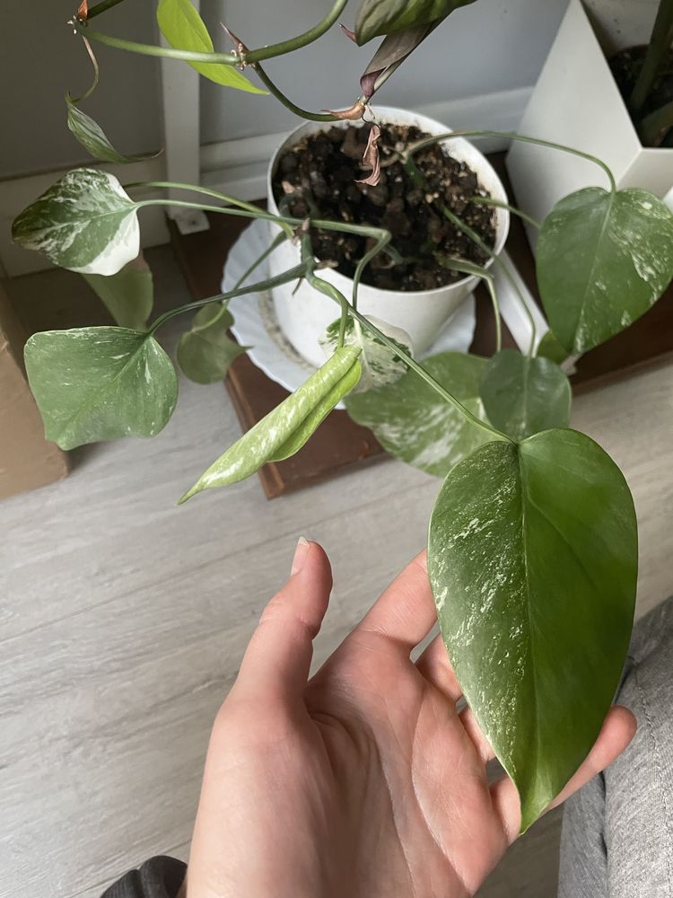 Monstera variegata