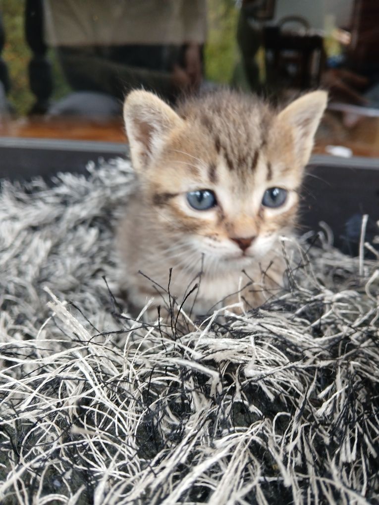 Gatinhas bebés para dar