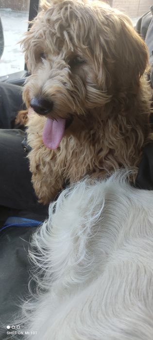 Suczka goldendoodle red