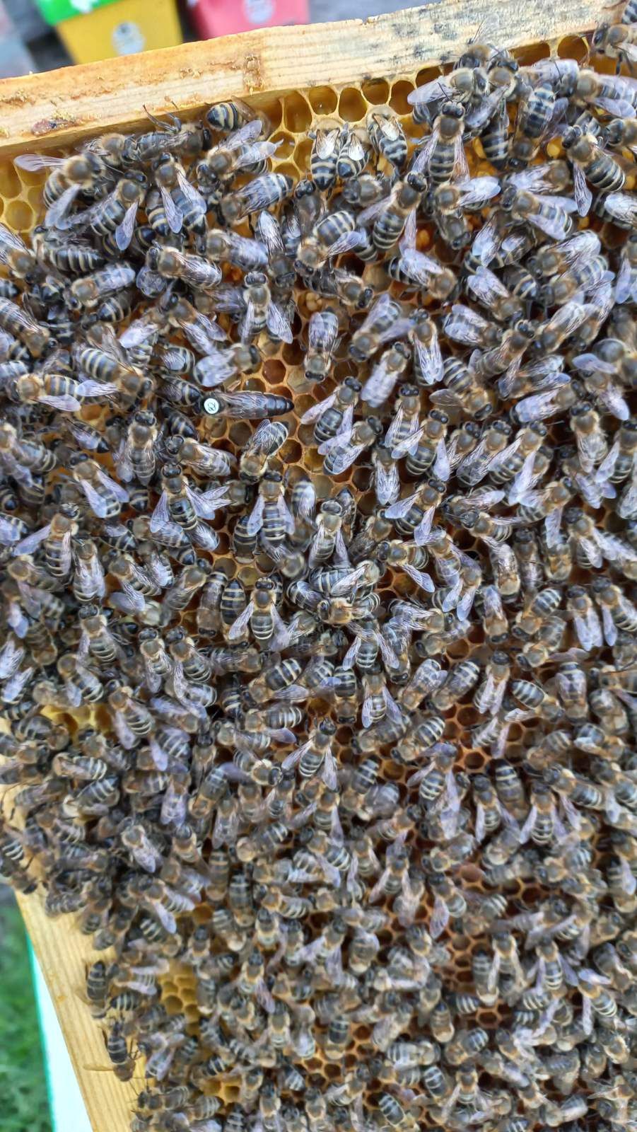 В НАЯВННОСТі бджоломатки Карніка лінії Зінгер (Сінгер)Бджоломатка Карн