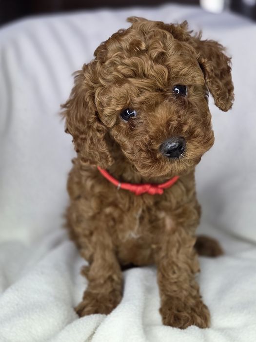 Той пудель супер дівчинка