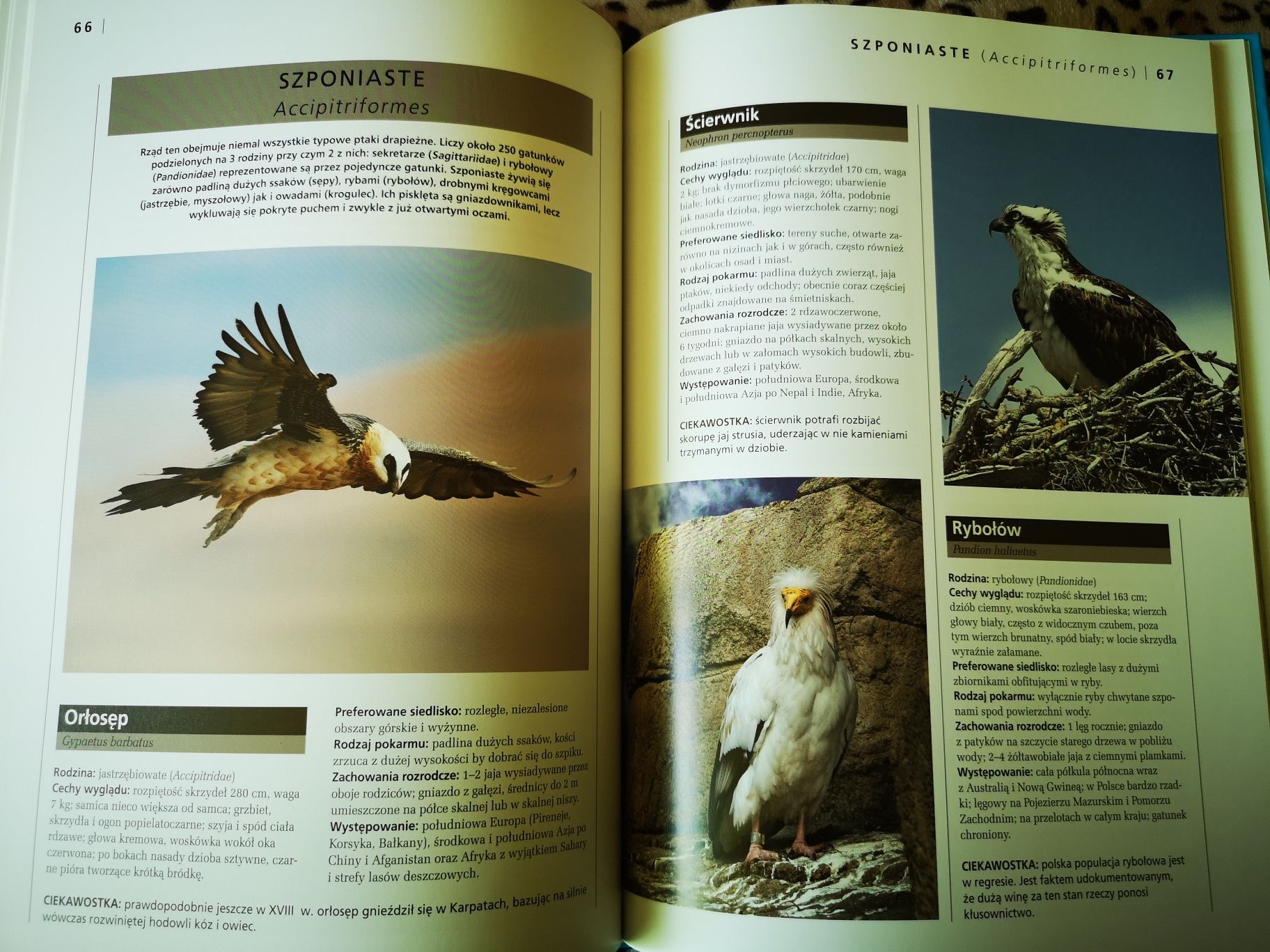 Atlas encyklopedyczny Ptaki