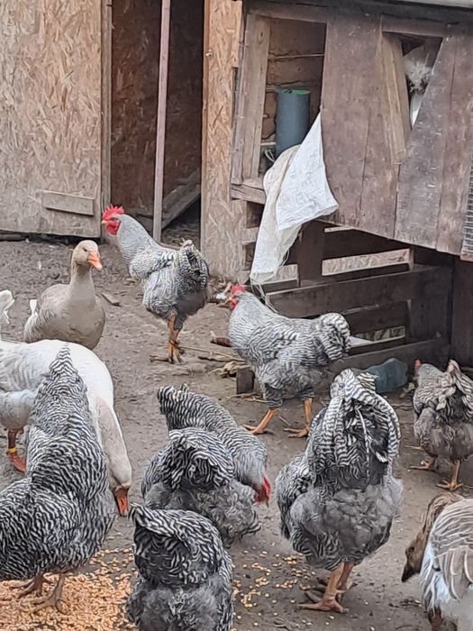 Продам кугута породи Амрокс