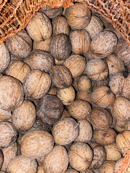 Orzechy włoskie tegoroczne