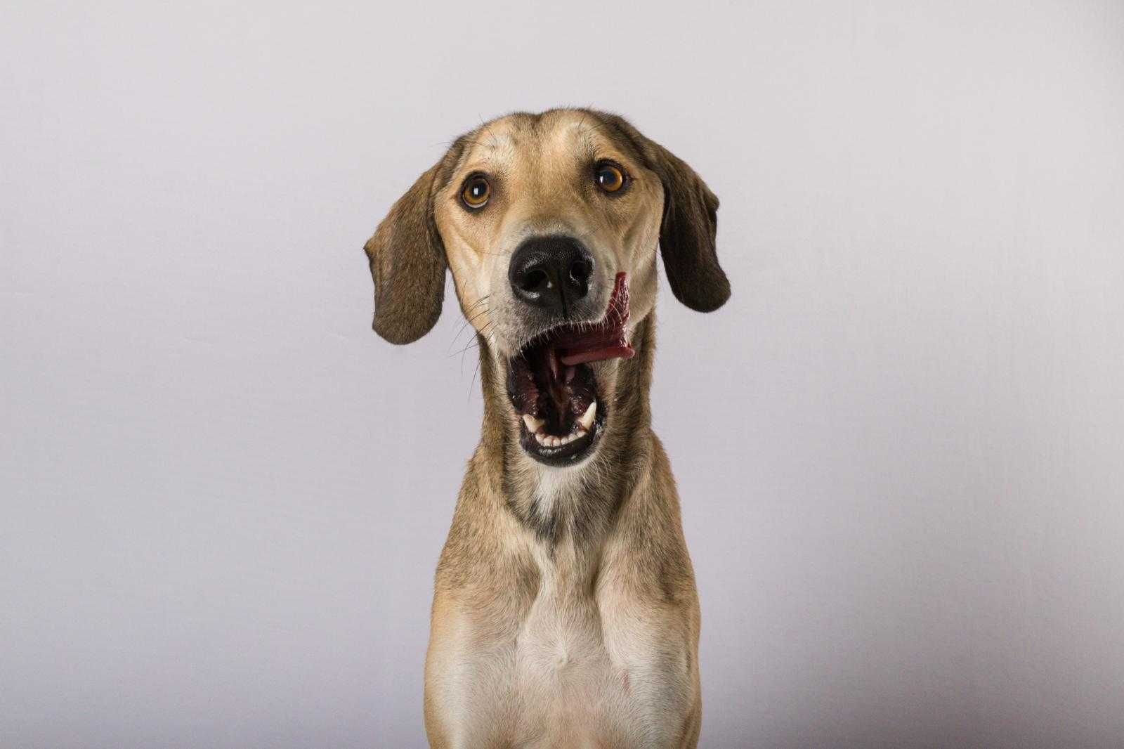 Dobbe, młody gentlemen w typie charta perskiego saluki