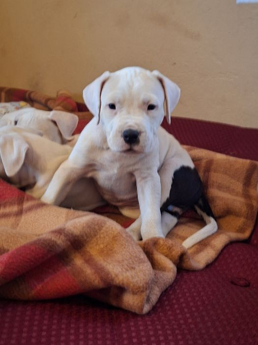 Bandog piękna suczka nie dog argentyński amstaff cane corso