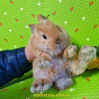 Міні кролик з прививками та документами нідерландський карлик руденька