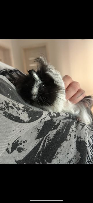 Świnka morska rozetka samiec