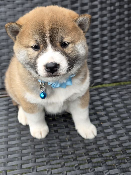 SHIBA INU piesek metryka szczeniak chip pies