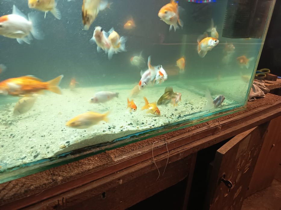 Sprzedam złote rybki