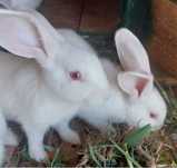 Coelhos jovens > 2.5 meses