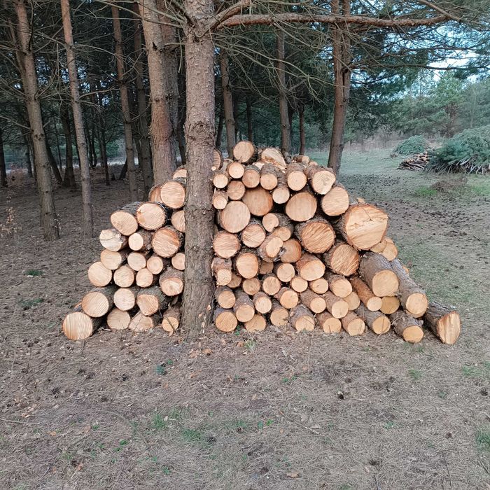Drzewo na opał Sosna