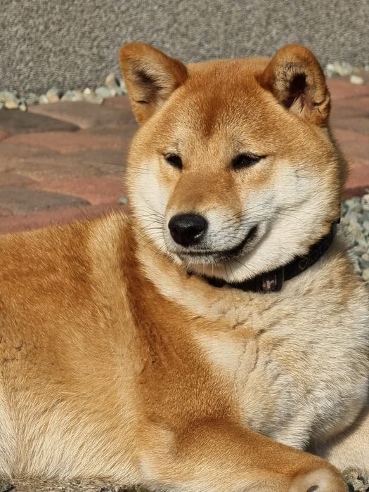 Plany hodowlane zima 2025 - shiba ZKwP rezerwacja