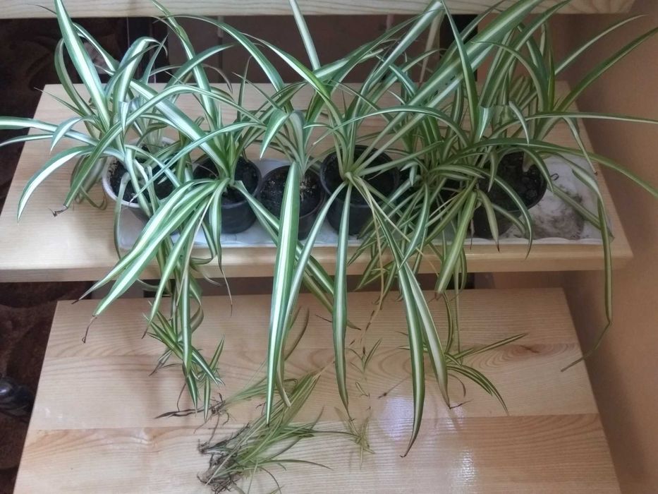 Хлорофітум. Кімнатні рослини