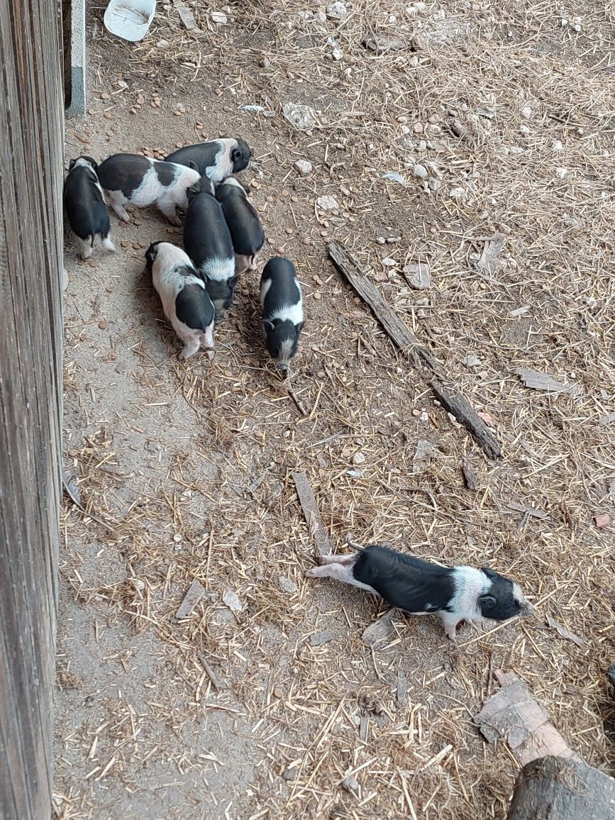 Mini pig / porco anão