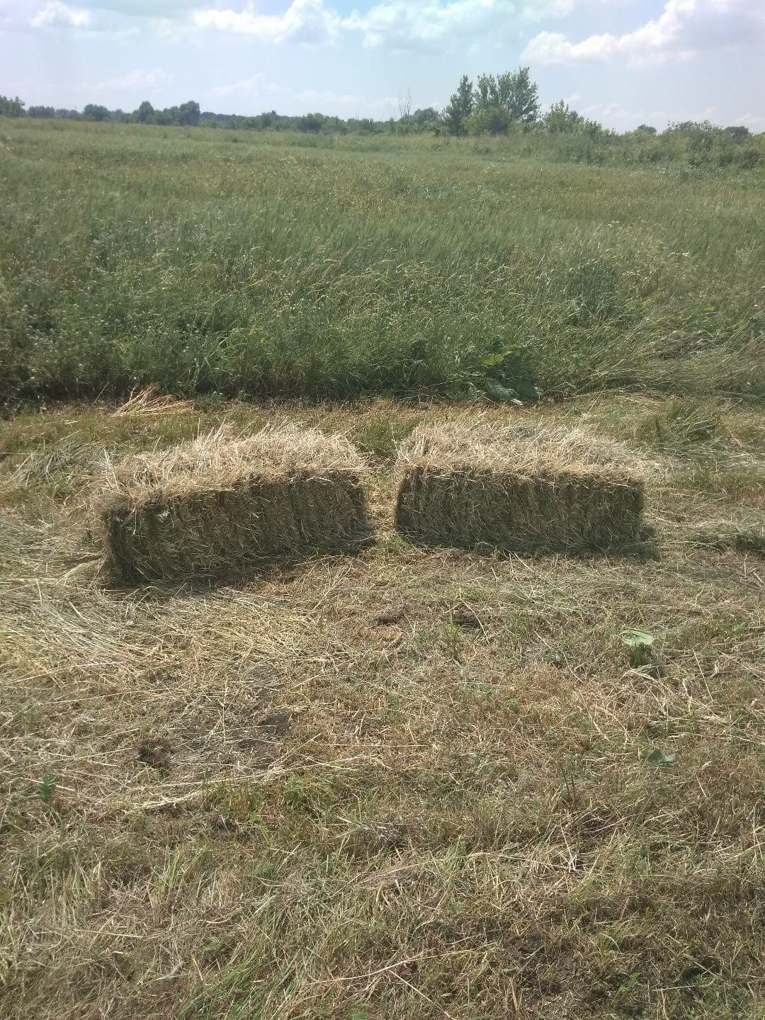 Сіно в наявності та на замовлення