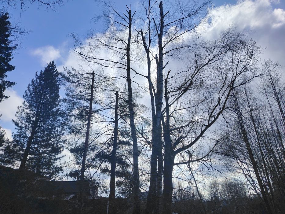 Wycinka drzew, usługi rębakiem , frezowanie pni,, odśnieżanie posesji