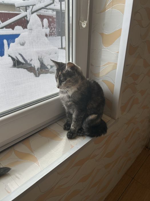 Кіточка 3 міс. Безкоштовно