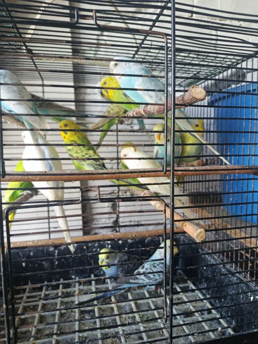 Papugi faliste ptaki