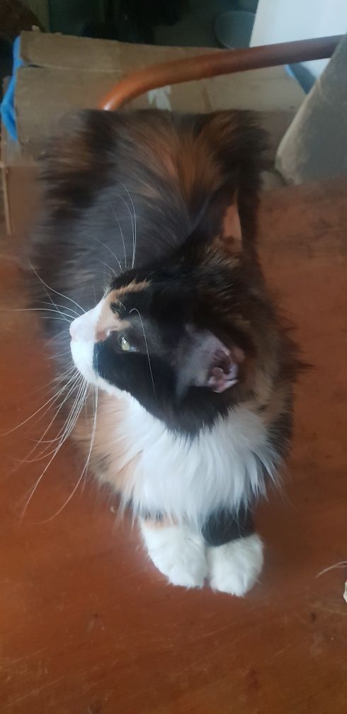 Kotka Maine Coon