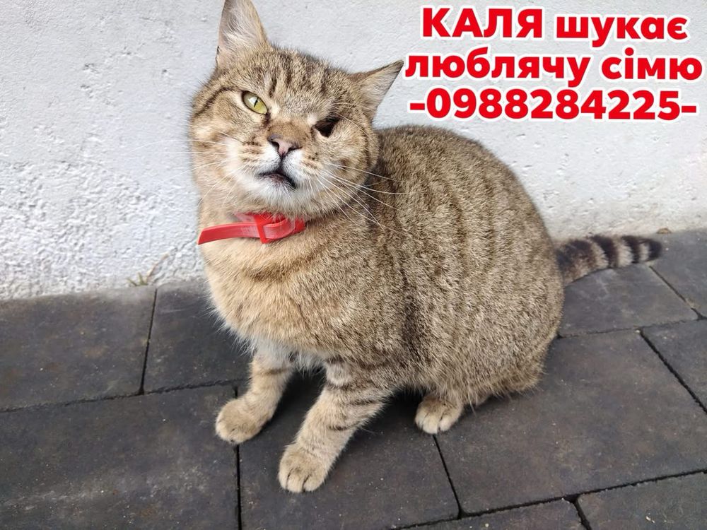 Особлива киця шукає сімʼю