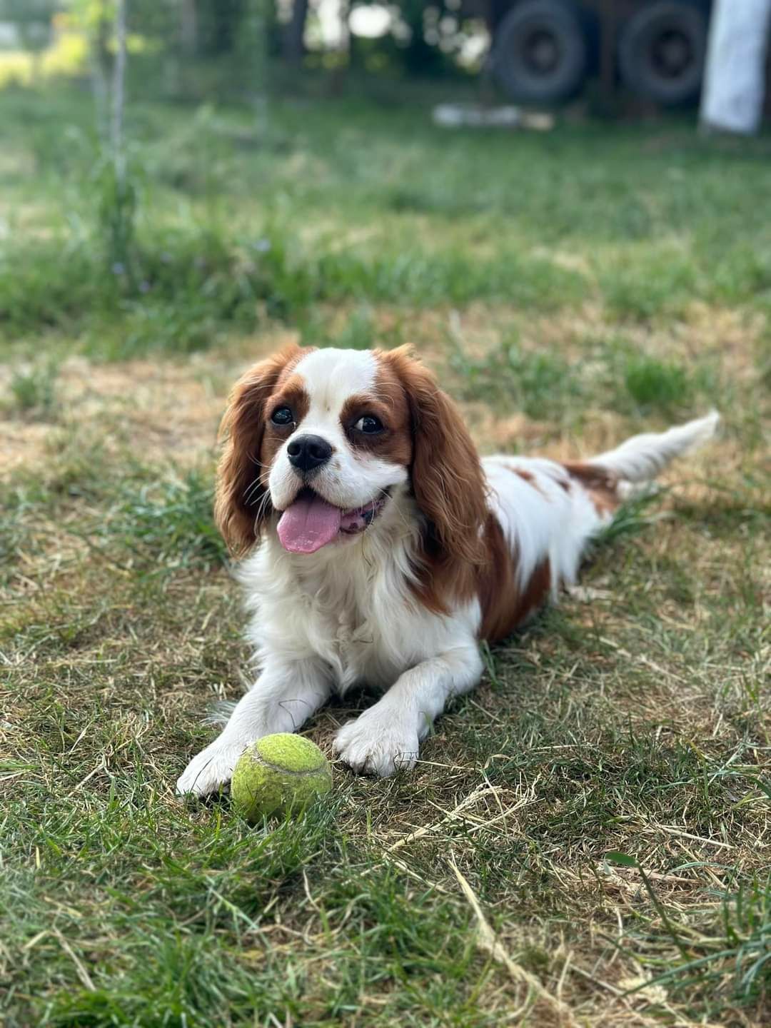 Cavalier King Charles Spaniel , спаніель