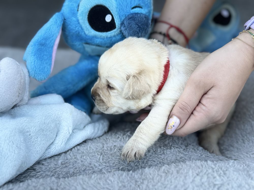 Labrador Retriver miot A -Aiszka