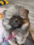 Szpic miniaturowy - pomeranian piękny Kuki - zarezerwowany .