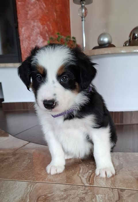 Border collie pies
