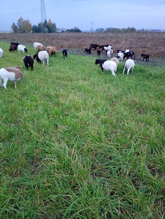 Owieczki i baranki 50% dorper