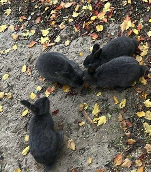 Króliki wiedeńskie niebieskie