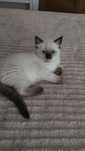 Przecudny koteczek ragdoll
