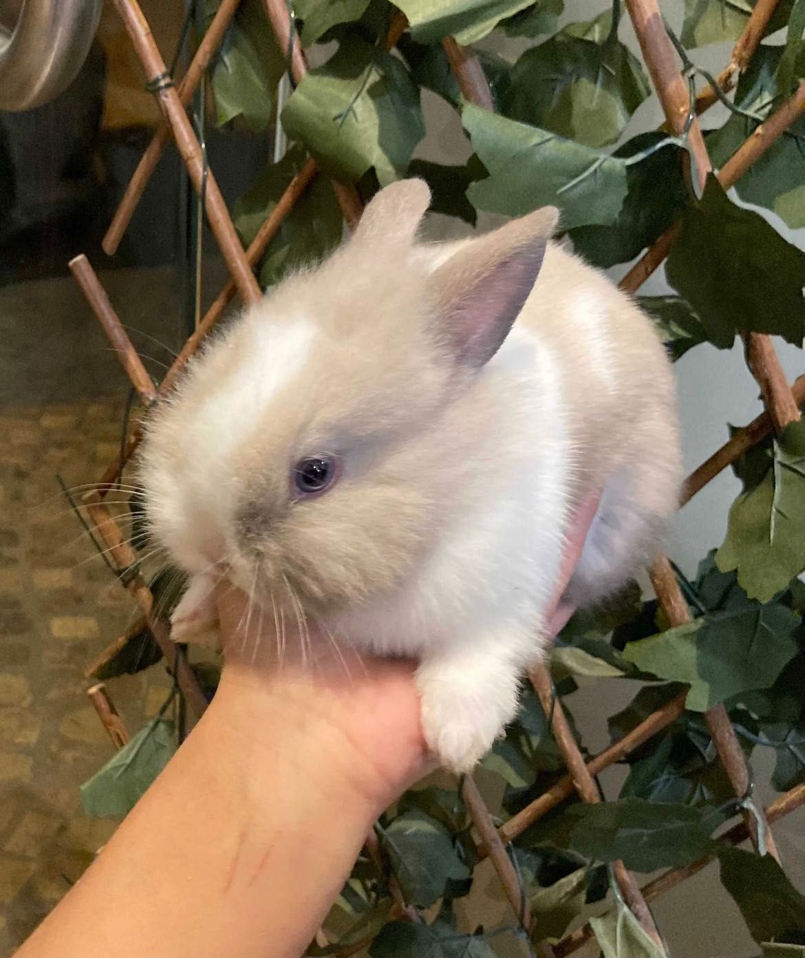 Coelhos Anões Mini Toy em Loja Profissional